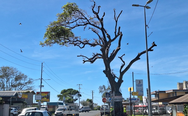 ​Vers un abattage de l’arbre aux oiseaux