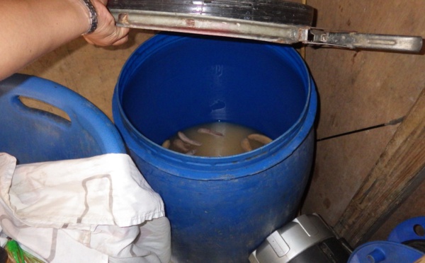 Une distillerie clandestine de Komo Puaka découverte à Fatu Hiva