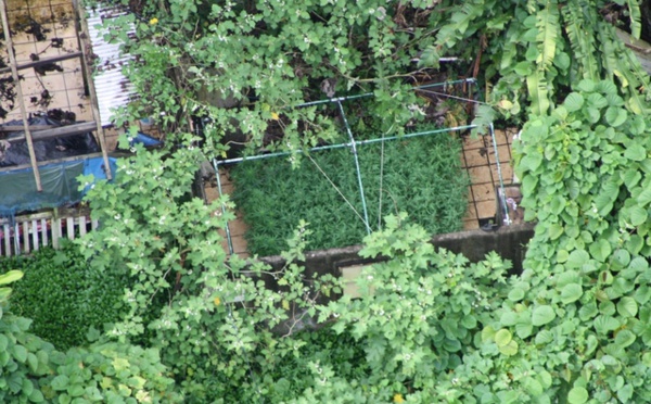 Douze mois de prison pour trafic de paka en provenance de Huahine