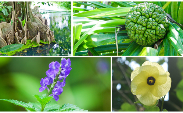 Une balade le nez en l'air