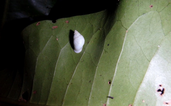 Les bains de soleil : secret de survie pour escargots tahitiens