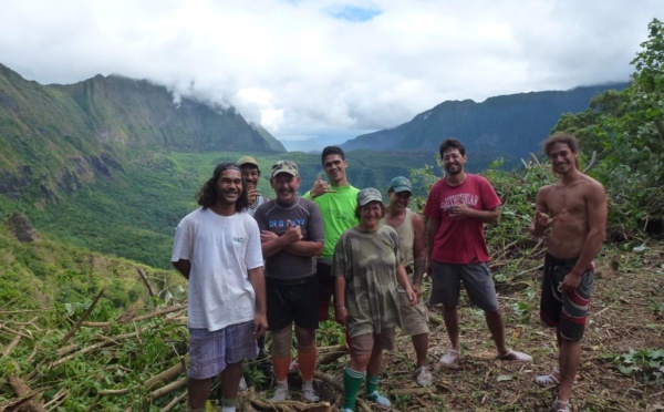 Un lambeau de forêt naturelle du plateau de Maraeti’a en cours de restauration