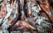 Chasse, pêche, agriculture: des ennemies de la biodiversité pires que le réchauffement (étude)