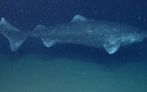 Les requins du Groenland pourraient vivre jusqu'à 400 ans