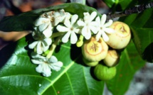 Carnet de voyage - Les “fleurs du sel” de Fakarava (1re partie)