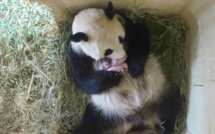 Naissance à Vienne de deux pandas jumeaux conçus naturellement