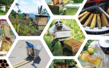 Un guide pour bien gérer ses ruches