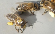 Déclin des pollinisateurs sauvages exposés aux pesticides néonicotinoïdes