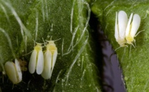 Un insecte résistant aux pesticides pourrait dévaster les cultures aux Etats-Unis