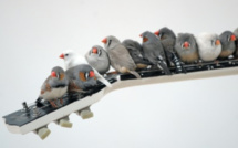 "Il fait chaud dehors, bébé" : pourquoi des oiseaux chantent à leurs oeufs