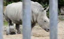 Afrique du Sud: un Chinois arrêté avec dix cornes de rhinocéros