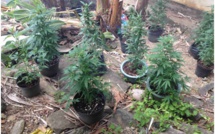 Près de 100 plants de cannabis découverts à Huahine