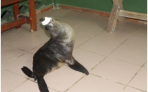 Sauvetage peu ordinaire aux Australes