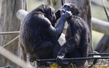 Les chimpanzés préfèrent coopérer qu'être en compétition (étude)