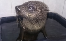 L'otarie de Raivavae en convalescence à Mahina