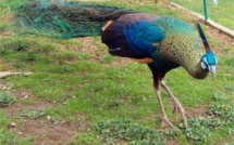 Menace sur le paon de Birmanie, symbole du parti d'Aung San Suu Kyi