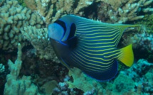 Carnet de voyage - Plongée nature et sauvage à Ahe