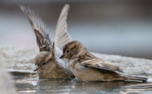 Le nombre de moineaux de Paris en chute accélérée