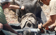 700 rhinocéros vont être décornés au Zimbabwe pour lutter contre le braconnage