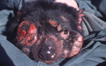 L'évolution au secours du diable de Tasmanie