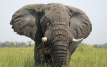 Les éléphants des savanes ont décliné de 30% entre 2007 et 2014 (recensement)