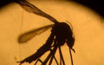 Zika : un tiers de l'humanité vit dans des zones à risque (étude)