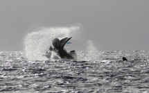 Mata Tohora, la bonne fée des cétacés