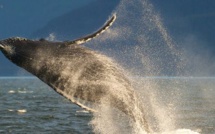 Plus de danger d'extinction pour la plupart des populations de baleine à bosse