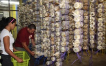 Une douzaine de variétés de champignons promise avant la fin de l’année