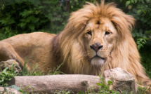 Un lion d'Asie arrive à Besançon pour former un nouveau couple reproducteur
