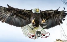 Aigles contre drones : les nouvelles recrues de la police néerlandaise