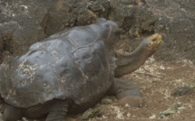 Diego, tortue sex-symbol qui a sauvé son espèce aux Galapagos