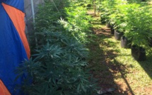 664 plants de pakalolo arrachés dans cinq plantations à Taiarapu-est