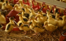 Levée de la restriction d’importation de la charcuterie et des viandes de volailles