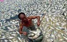 Le Vietnam de nouveau confronté à la mort de milliers de poissons