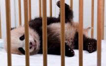 "Je m'appelle Tian Bao": le premier bébé panda de Belgique a un nom