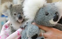 Australie: un koala orphelin se console avec une peluche