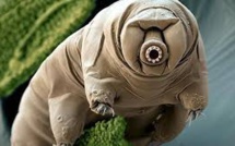 Un animal quasi indestructible pourrait partager ses super pouvoirs