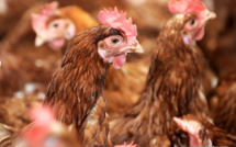                                                                                                                                                                            Nouvelle suspicion de salmonellose dans un élevage de poules pondeuses à Papara