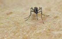 USA: un pesticide répandu par avion a été un "facteur clé" pour éliminer le Zika