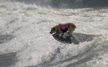 USA: des chiens au pied marin s'affrontent dans une compétition de surf