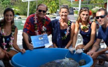 La tortue verte Apetahi retrouve la mer