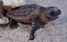 À Fréjus, éclosion du premier oeuf d’une tortue marine venue pondre sur la plage