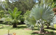 La Nouvelle-Calédonie veut protéger son exceptionnelle diversité de palmiers
