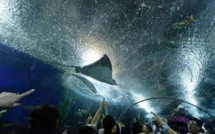 Singapour: un plongeur tué par une raie dans un parc océanographique