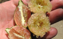 A la Foire agricole, une grande nouveauté : le citron caviar