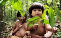 Garantir leurs terres aux indigènes d'Amazonie est source de richesse (étude)