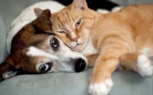 Le chien et le chat... mieux que des amis pour les Français