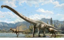 Le plus grand dinosaure du Brésil retrouvé après 60 ans dans un placard