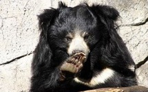 A lunettes, à collier, blanc ou lippu ...six espèces d'ours sont menacées